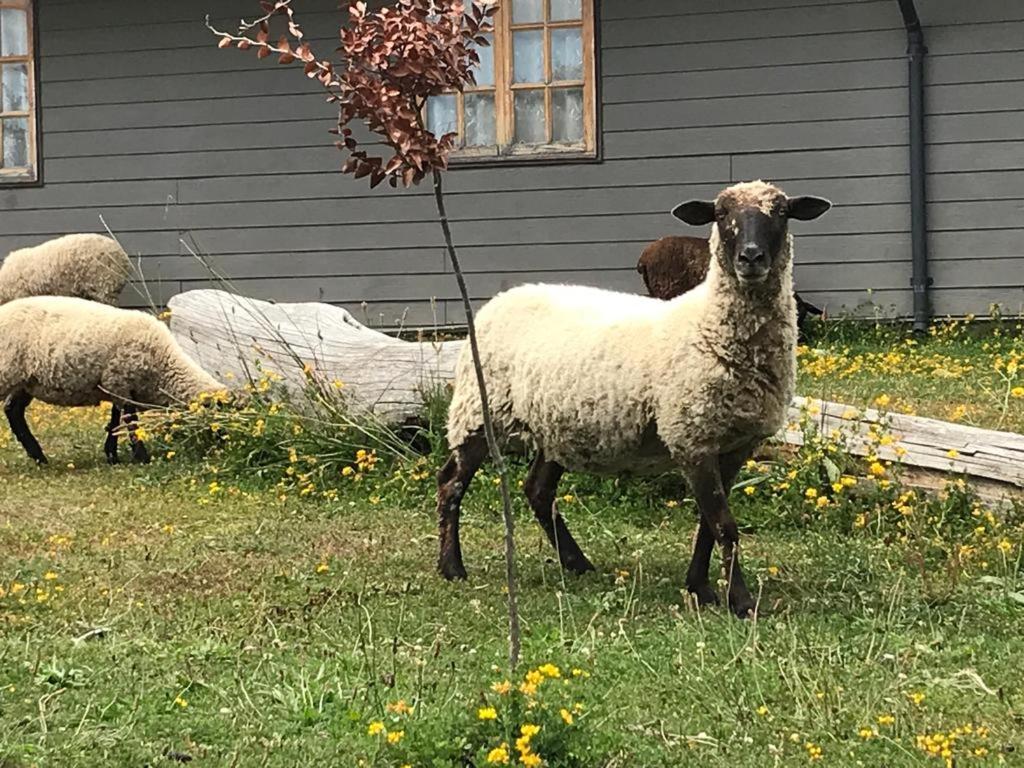 Parque La Pajarera Hotell Puerto Varas Eksteriør bilde