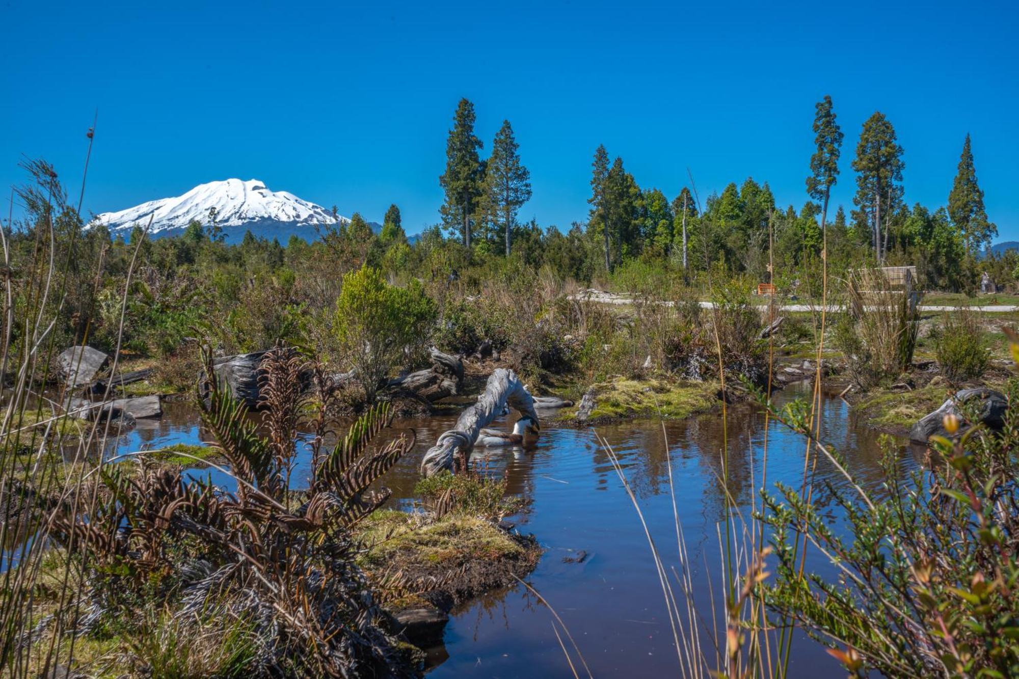 Parque La Pajarera Hotell Puerto Varas Eksteriør bilde