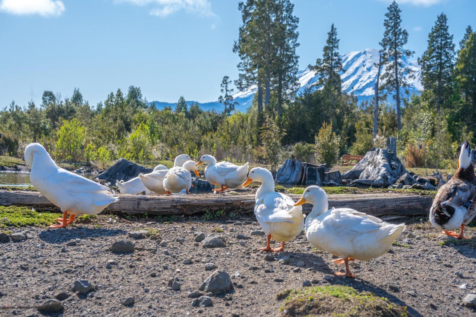 Parque La Pajarera Hotell Puerto Varas Eksteriør bilde